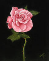 Gatlinburg Rose